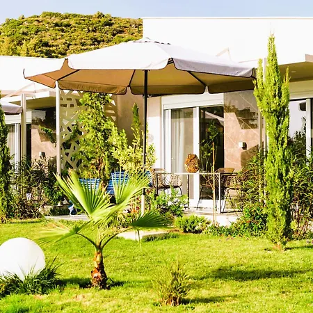 Amadeus Golden * Toroni