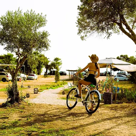 Amadeus Golden * Toroni