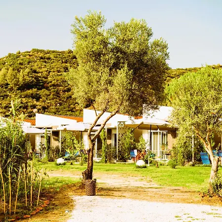 Amadeus Golden * Toroni