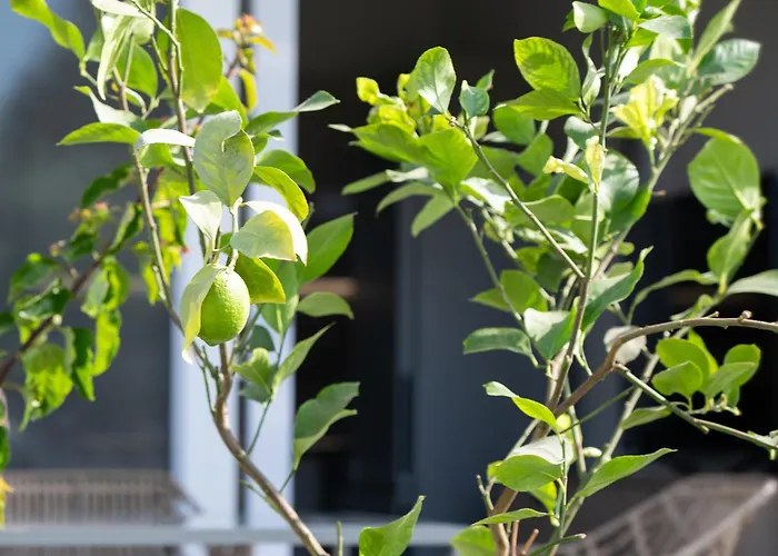 Βίλα Amadeus Golden *