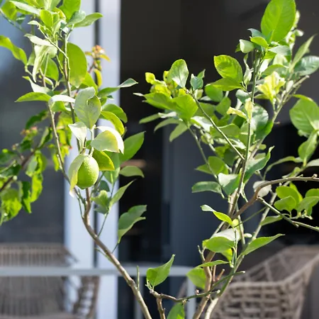 וילה Amadeus Golden *